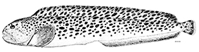 Familia Anarhichadidae_claves.jpg